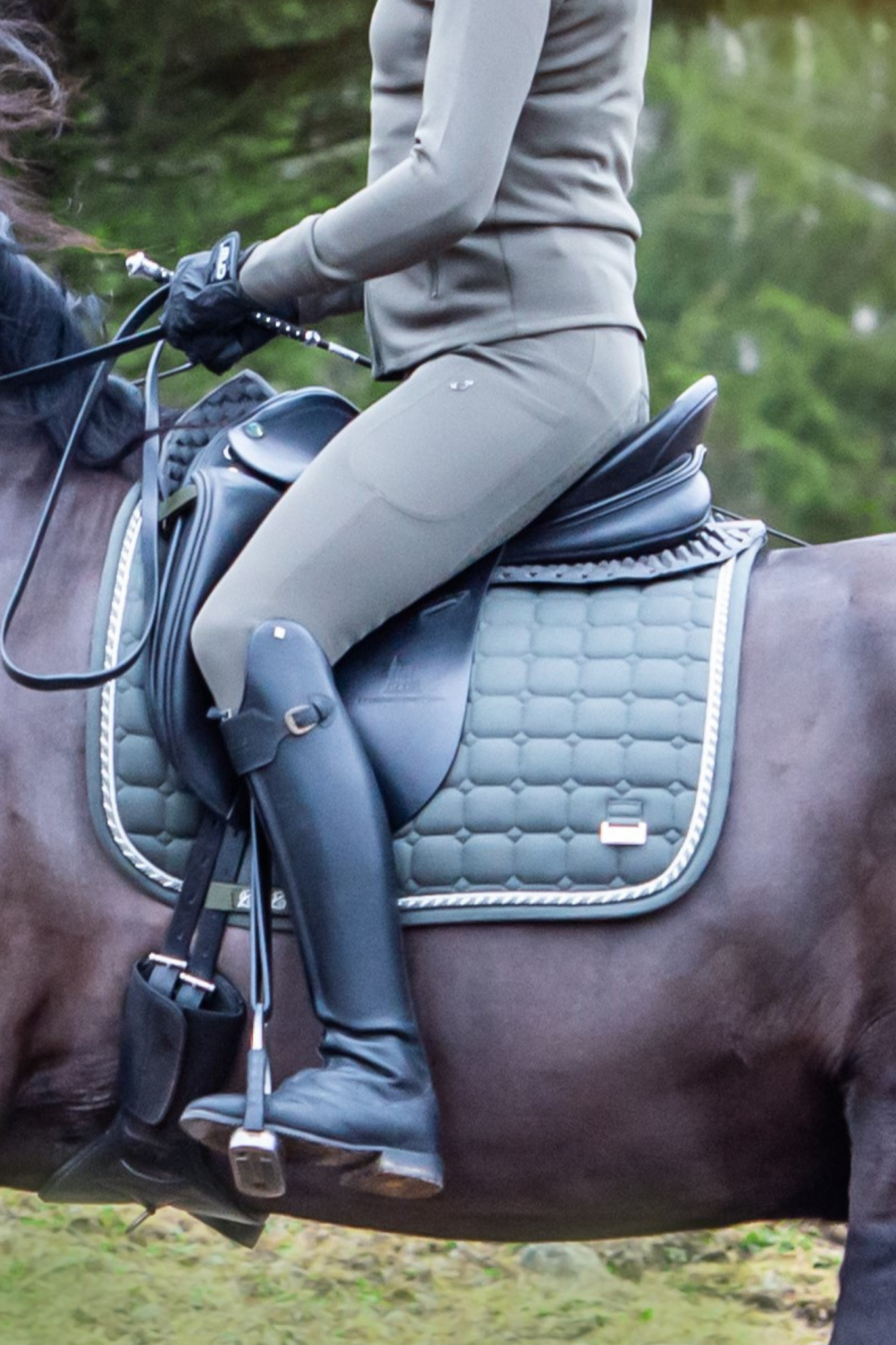 Dressage Olive